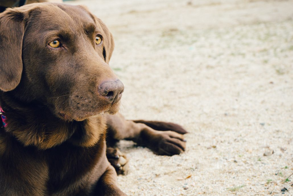 Chocolate lab on the beach