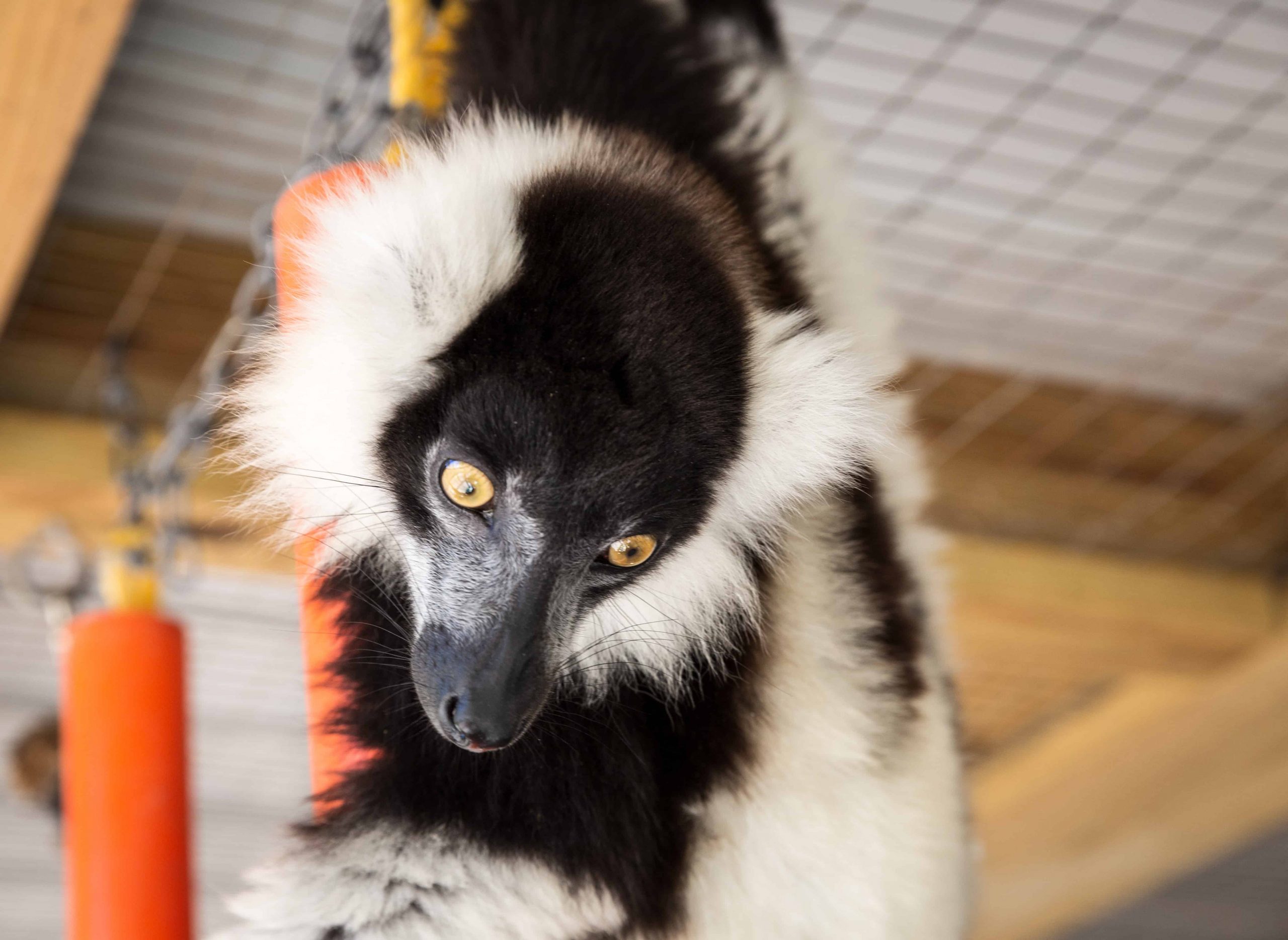 Alabama Gulf Coast Zoo Lemur Experience